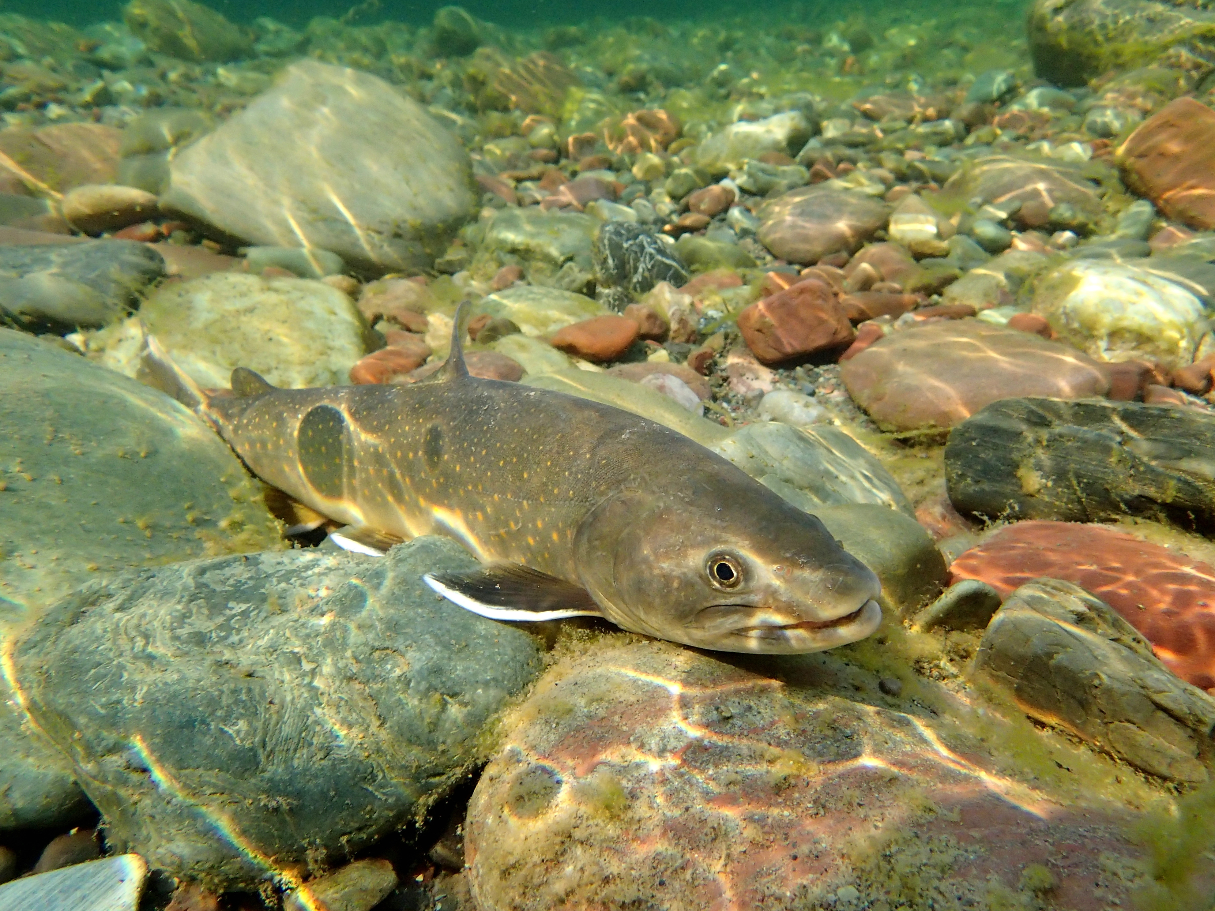 A Bull Trout swims in the Middle Fork of the Flathead River near Essex