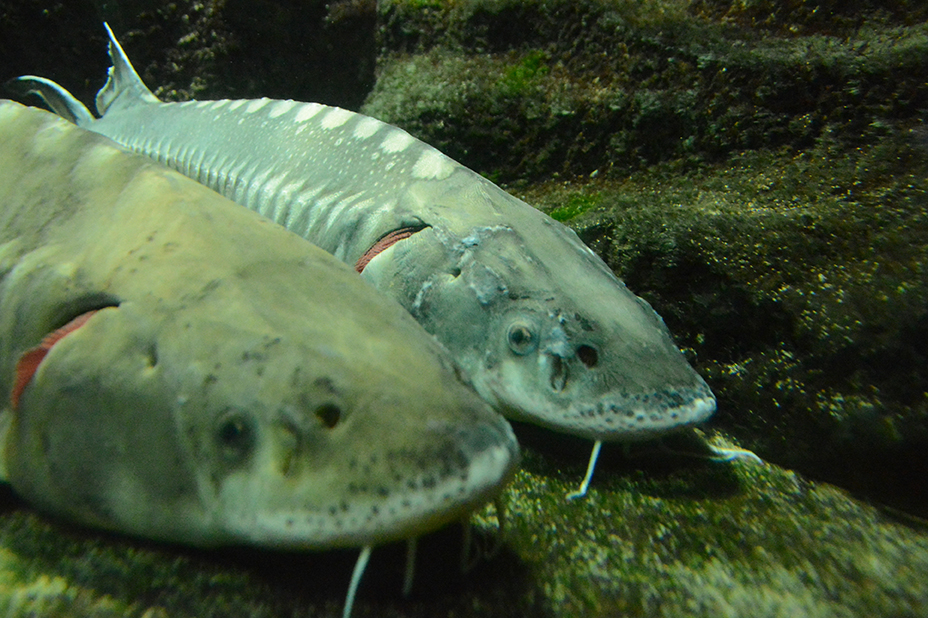 White Sturgeon