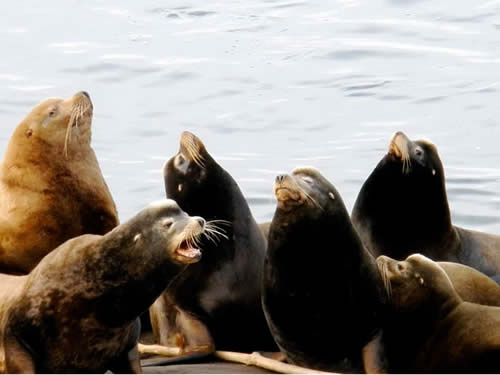 seals-at-entrance-island